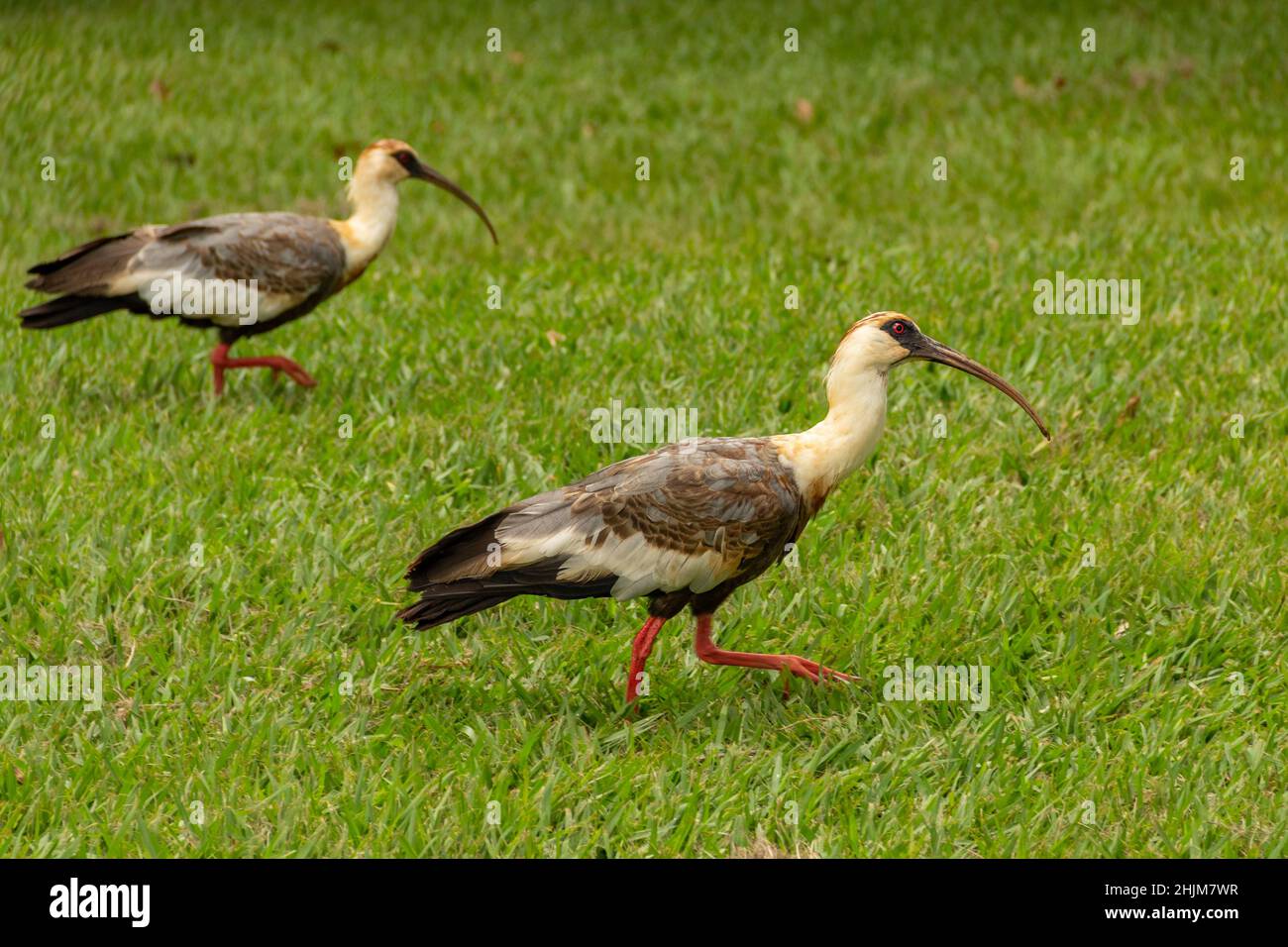 Goiania, Goias, Brésil – 30 janvier 2022 : Theristicus caudatus. Deux oiseaux appelés Curicaca marchant sur le sol herbacé. Banque D'Images