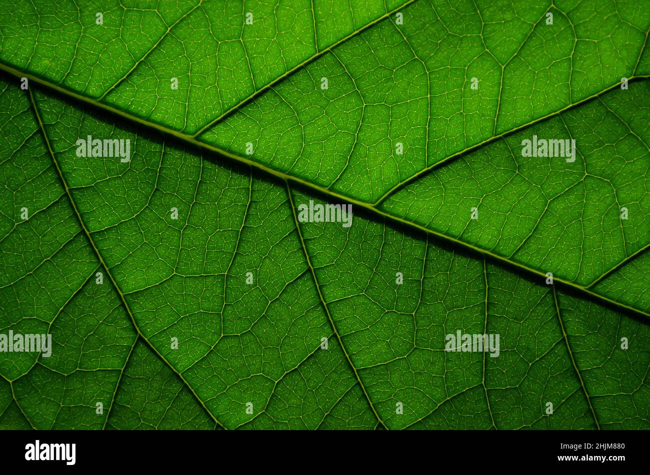 Texture naturelle d'une feuille d'avocat en gros plan.Peut être utilisé comme fond d'écran ou fond abstrait vert avec espace de copie. Banque D'Images