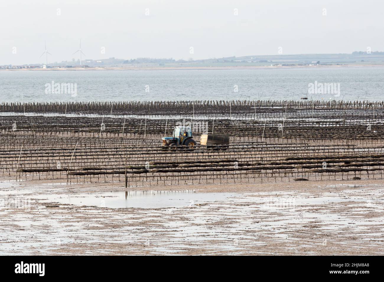 Le 30 janvier 2022, un homme conduit un tracteur dans une huître à marée basse sur la mer du Nord, dans la ville côtière d'Angleterre de Whitstable, au sud-ouest.Whitstable est célèbre pour ses huîtres.(Photo par Dominika Zarzycka/Sipa USA) Banque D'Images