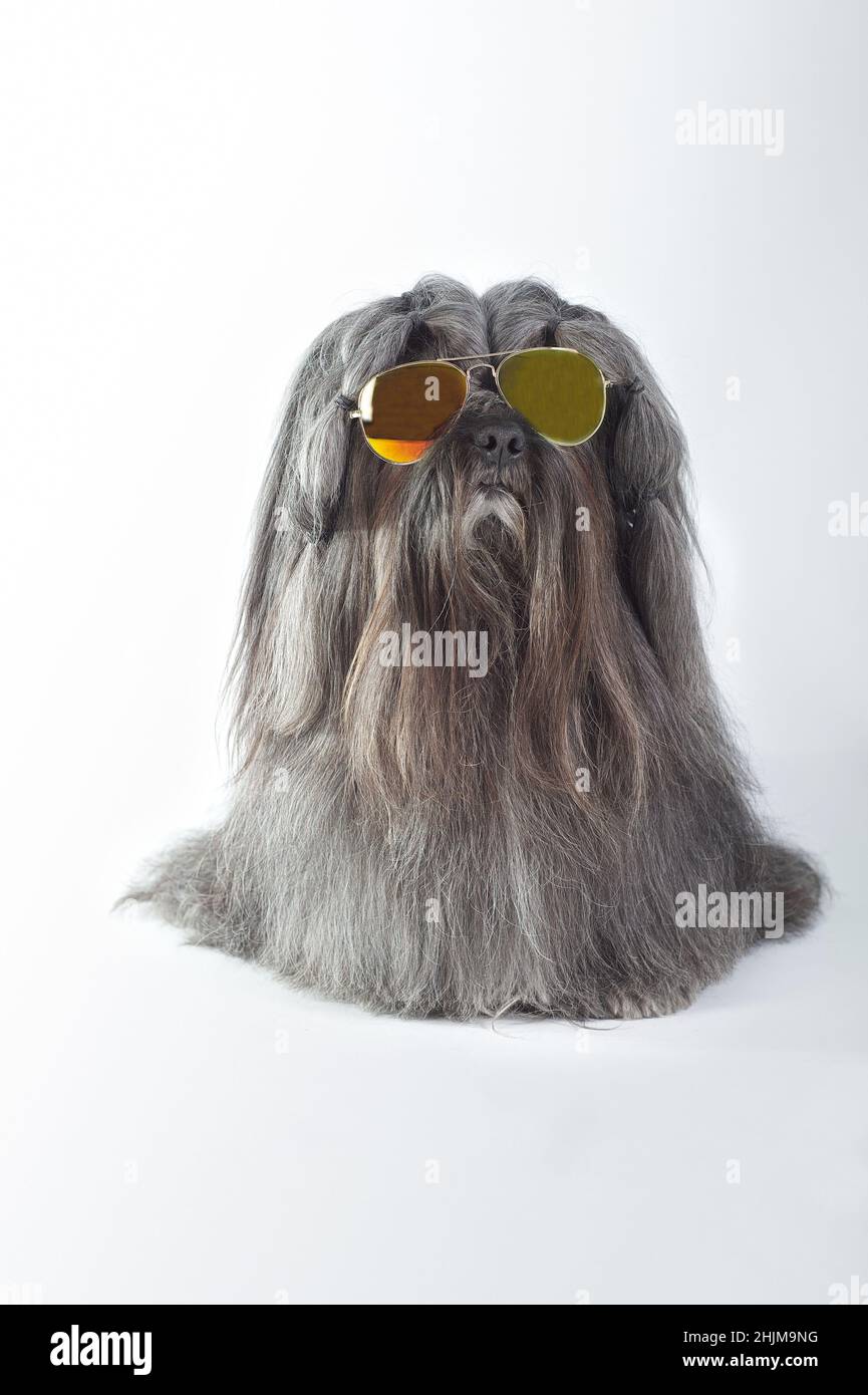 Lhassa Apso chien rouge de race rouge couleur grise avec lunettes de soleil assis Banque D'Images