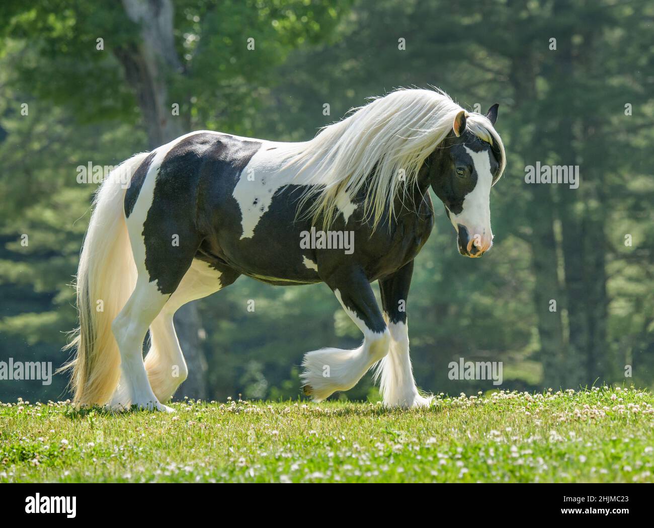 Gypsy Vanner Horse mare Banque D'Images