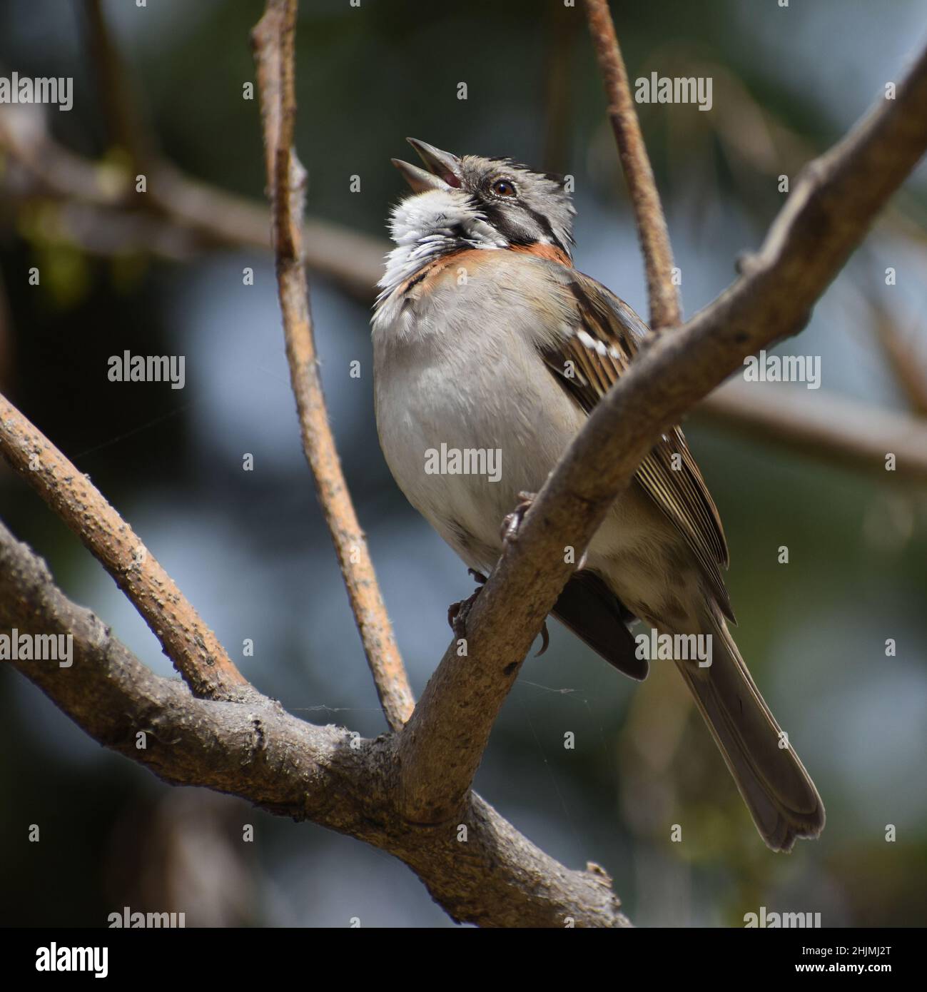 Chant de l'Éparon à collier rufeux ou de l'Éparon andin (Zonotrichia capensis) Banque D'Images