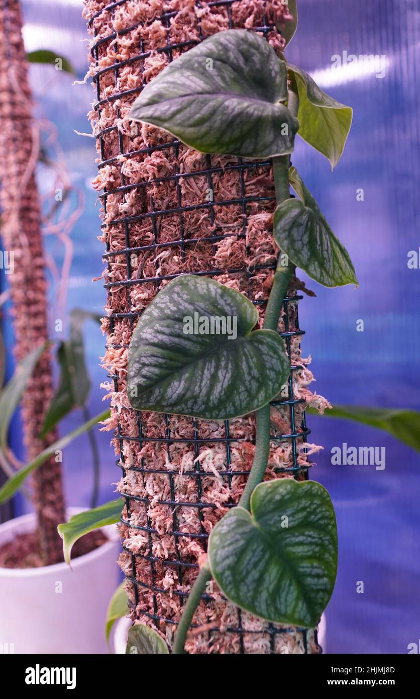 Gros plan de la feuille variégée de Monstera dubia, une plante rare et populaire de shingling Banque D'Images