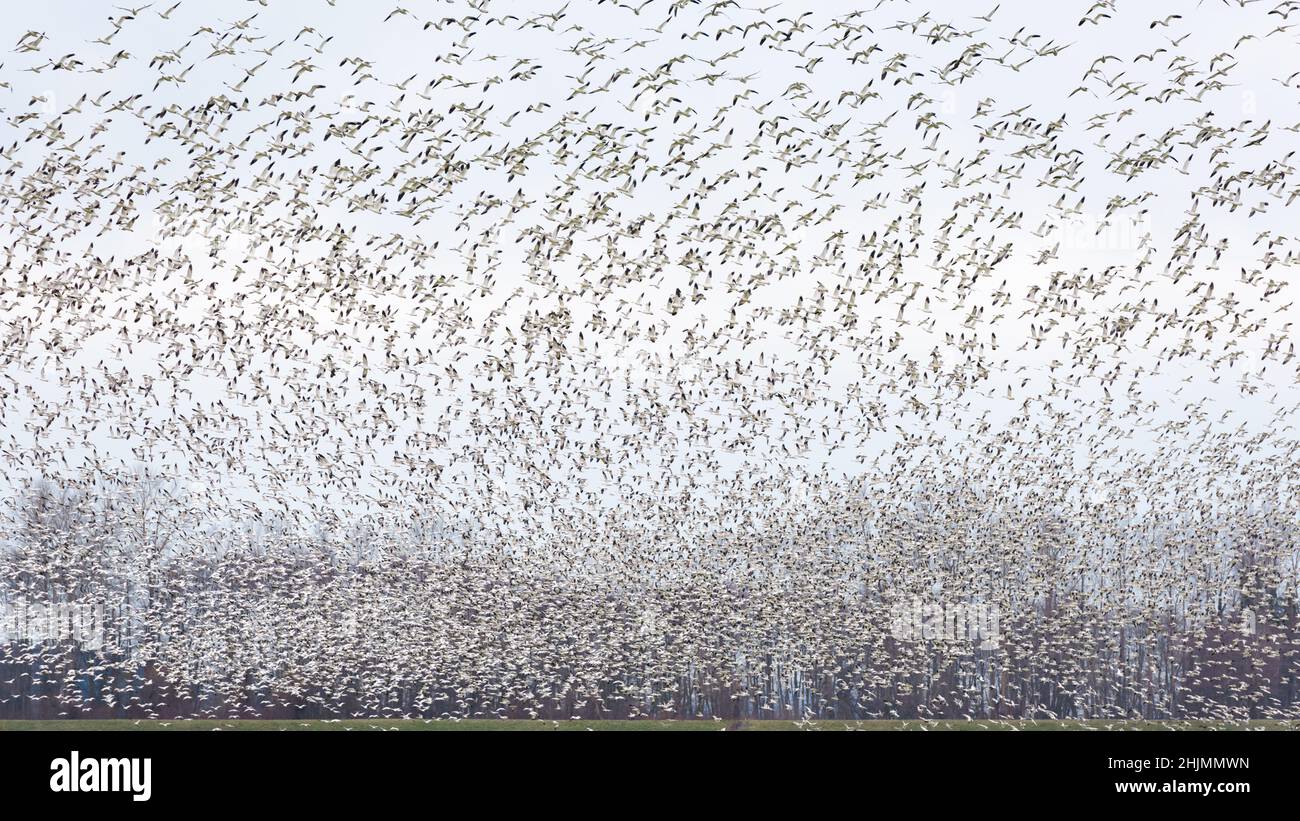 Un troupeau hivernant d'oies des neiges éclate dans le ciel dans un grand troupeau d'oiseaux.Les oies hivernent dans la vallée de Skagit, dans le nord-ouest du Pacifique Banque D'Images