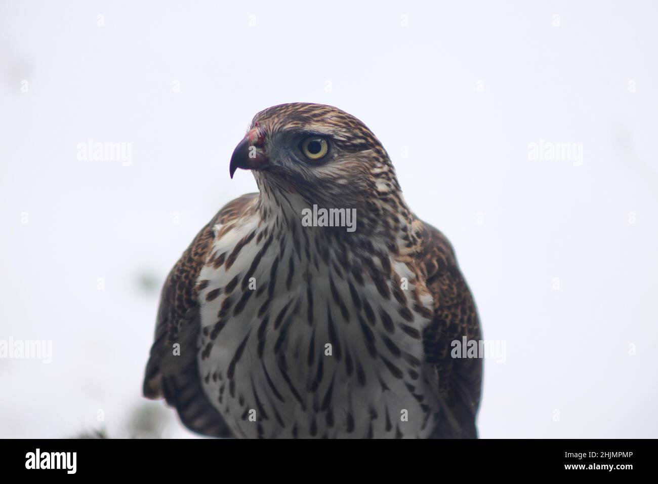 Gros plan d'un faucon sauvage [avec le sang rouge d'un écureuil et des gons sur son front] dans la neige en hiver Banque D'Images