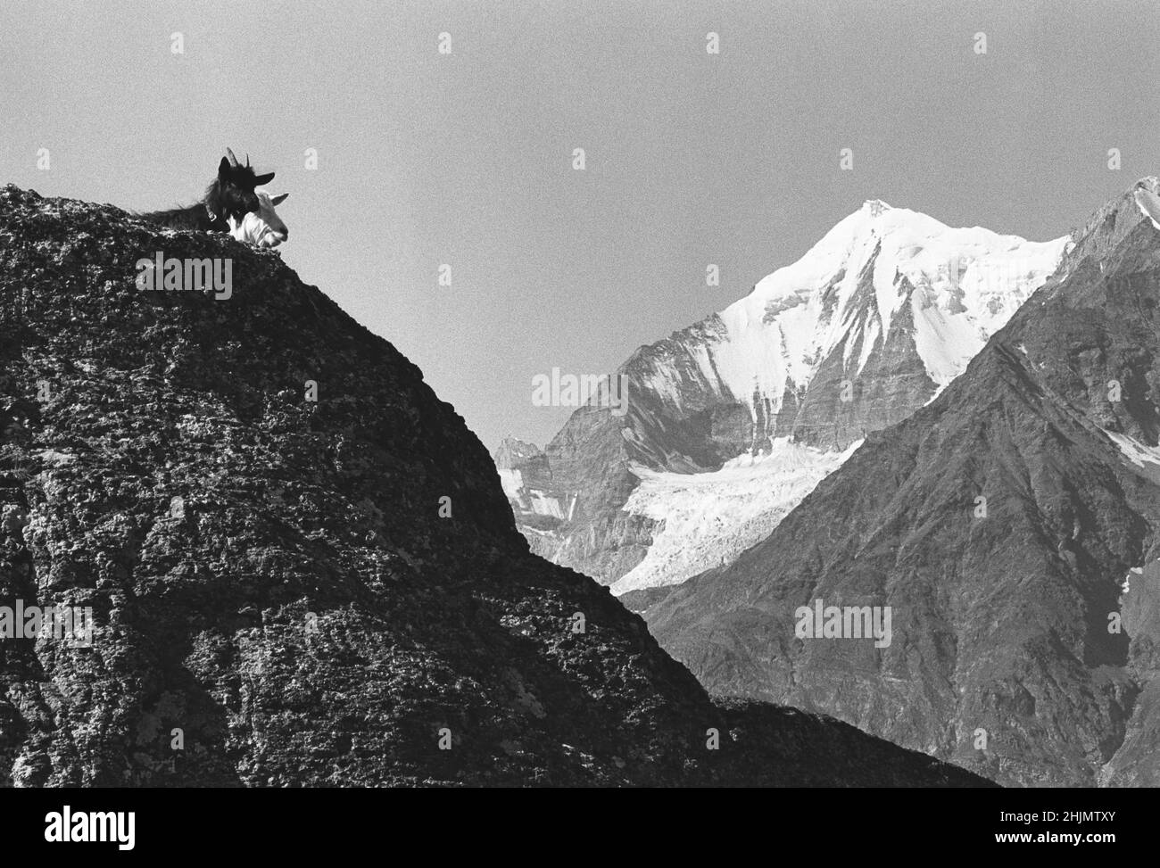 Photographie en noir et blanc de chèvres de montagne et de la montagne Weisshorn, Grachen, Alpes suisses, Suisse, Europe, 2009. Banque D'Images