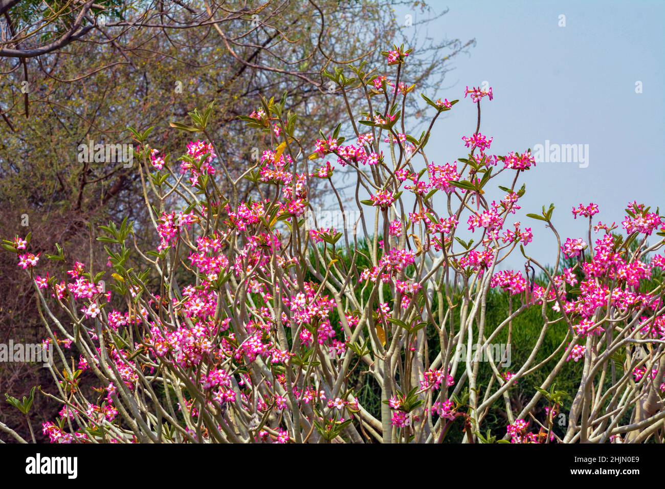 Nerium fleur et plante, papier peint Banque D'Images