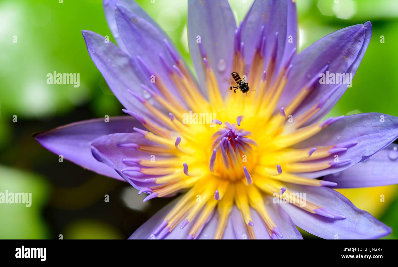 Belle fleur de nénuphars gros plan, une abeille occupée collectant le nectar le matin. Gouttes de rosée sur les pétales. Banque D'Images