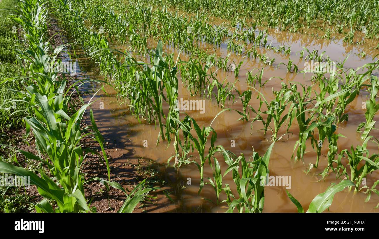 Champ de maïs inondé dans une rangée après la montée d'orage.Plantes vertes dans l'eau brune.Répétition.Vue grand angle. Banque D'Images