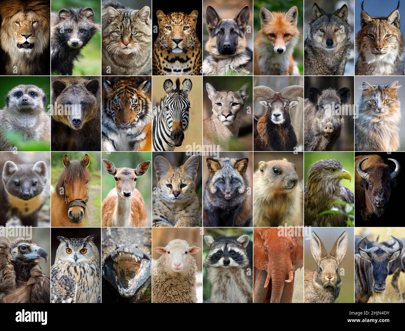 Gros plan collage de 32 portraits d'animaux et d'oiseaux Banque D'Images