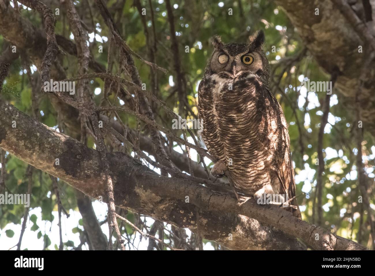 Un grand hibou à cornes (Bubo virginianus) avec une blessure aux yeux causant la cécité partielle dans le parc historique de l'État d'Olompali, dans Marin co., en Californie. Banque D'Images