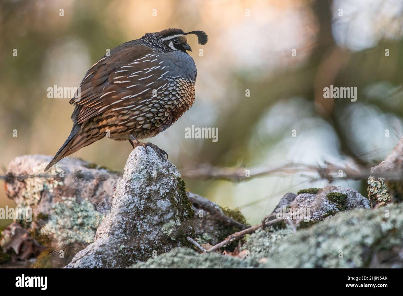 Caille de Californie (Callipepla californica) perchée sur des rochers dans le parc historique de l'État d'Olompali, dans le comté de Marin, en Californie. Banque D'Images