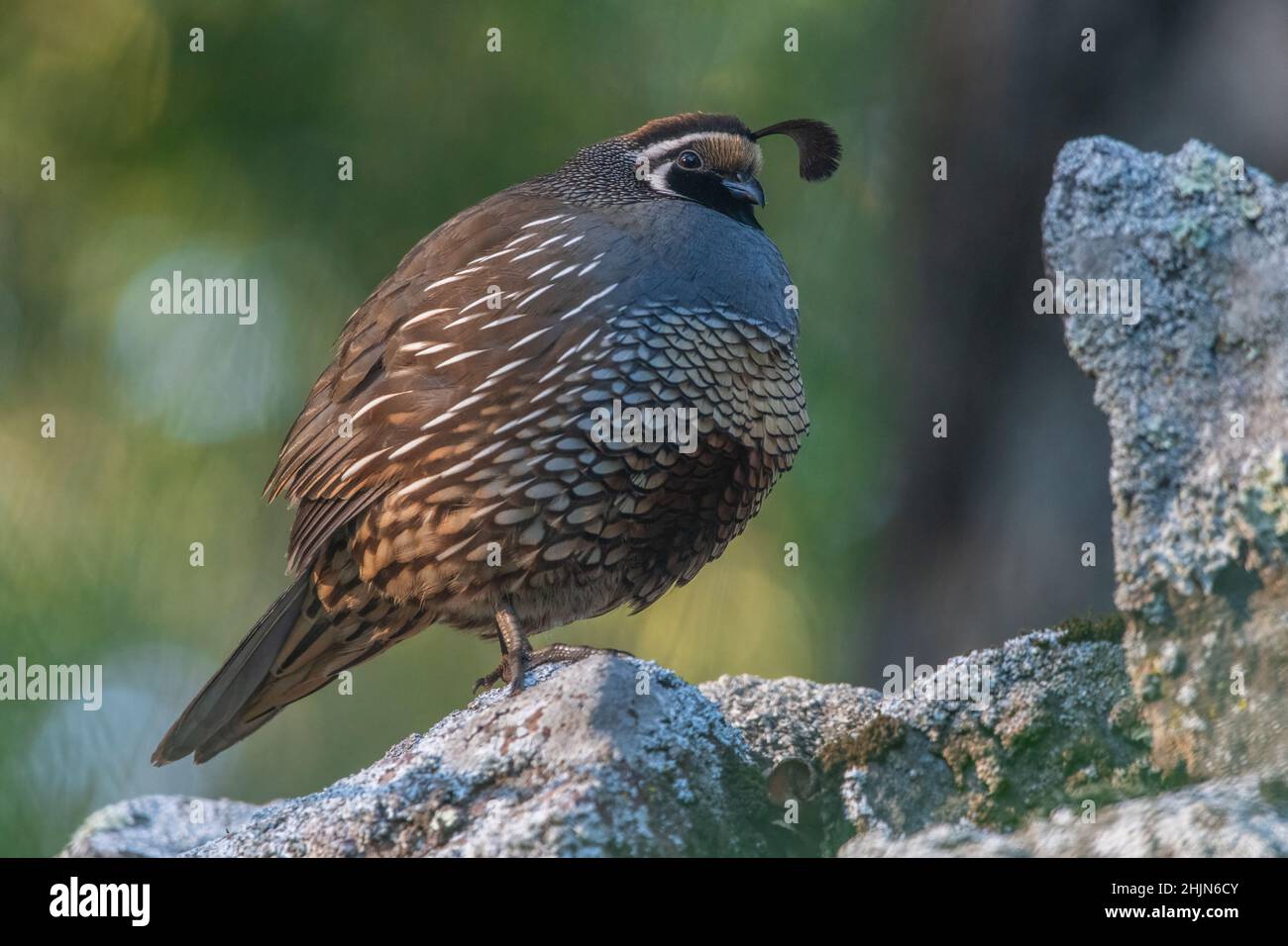 Caille de Californie (Callipepla californica) perchée sur des rochers dans le parc historique de l'État d'Olompali, dans le comté de Marin, en Californie. Banque D'Images