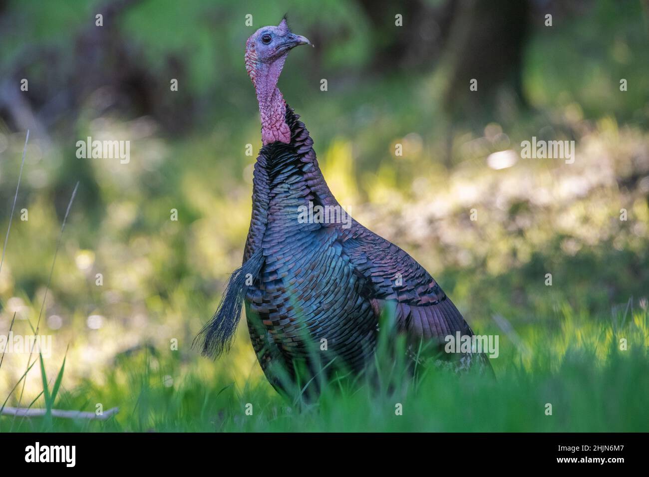 Une Turquie sauvage et alerte (Meleagris gallopavo) regardant autour dans le parc historique d'état d'Olompali dans le comté de Marin, Californie. Banque D'Images