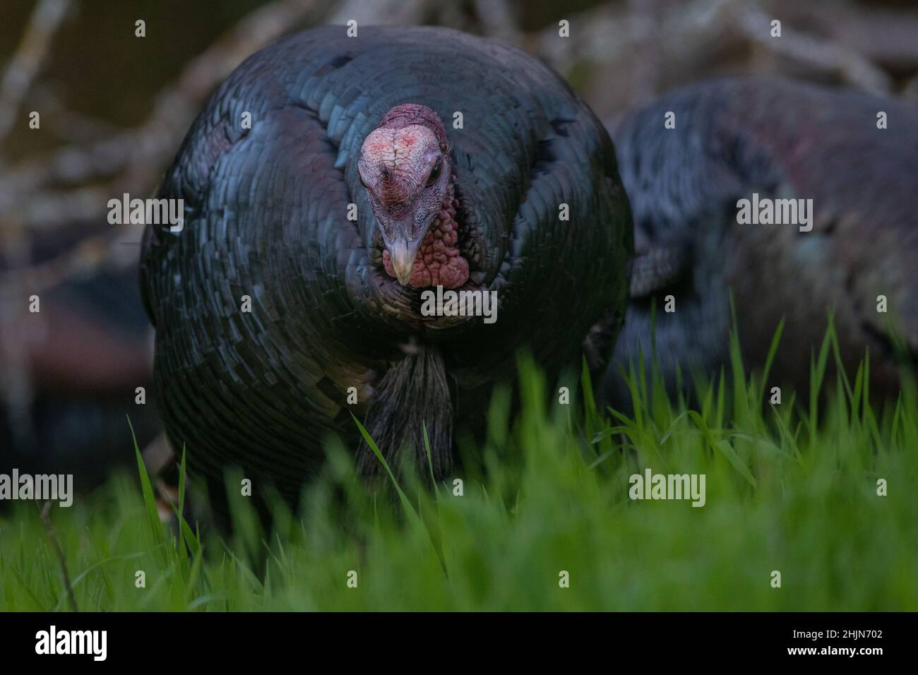 Une dinde sauvage (Meleagris gallopavo) qui pâture et se nourrit d'herbe dans le parc historique de l'État d'Olompali, dans le comté de Marin, en Californie. Banque D'Images