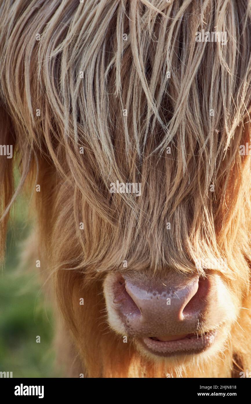 Portrait d'une vache brune Highland avec de longs cheveux et une frange qui couvre complètement les yeux. Banque D'Images
