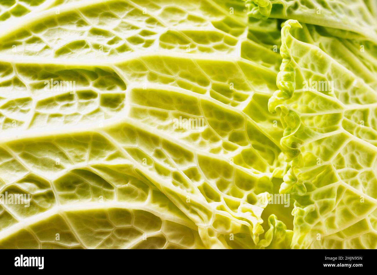 Détail de la feuille de chou vert de savoie , légume d'hiver Banque D'Images