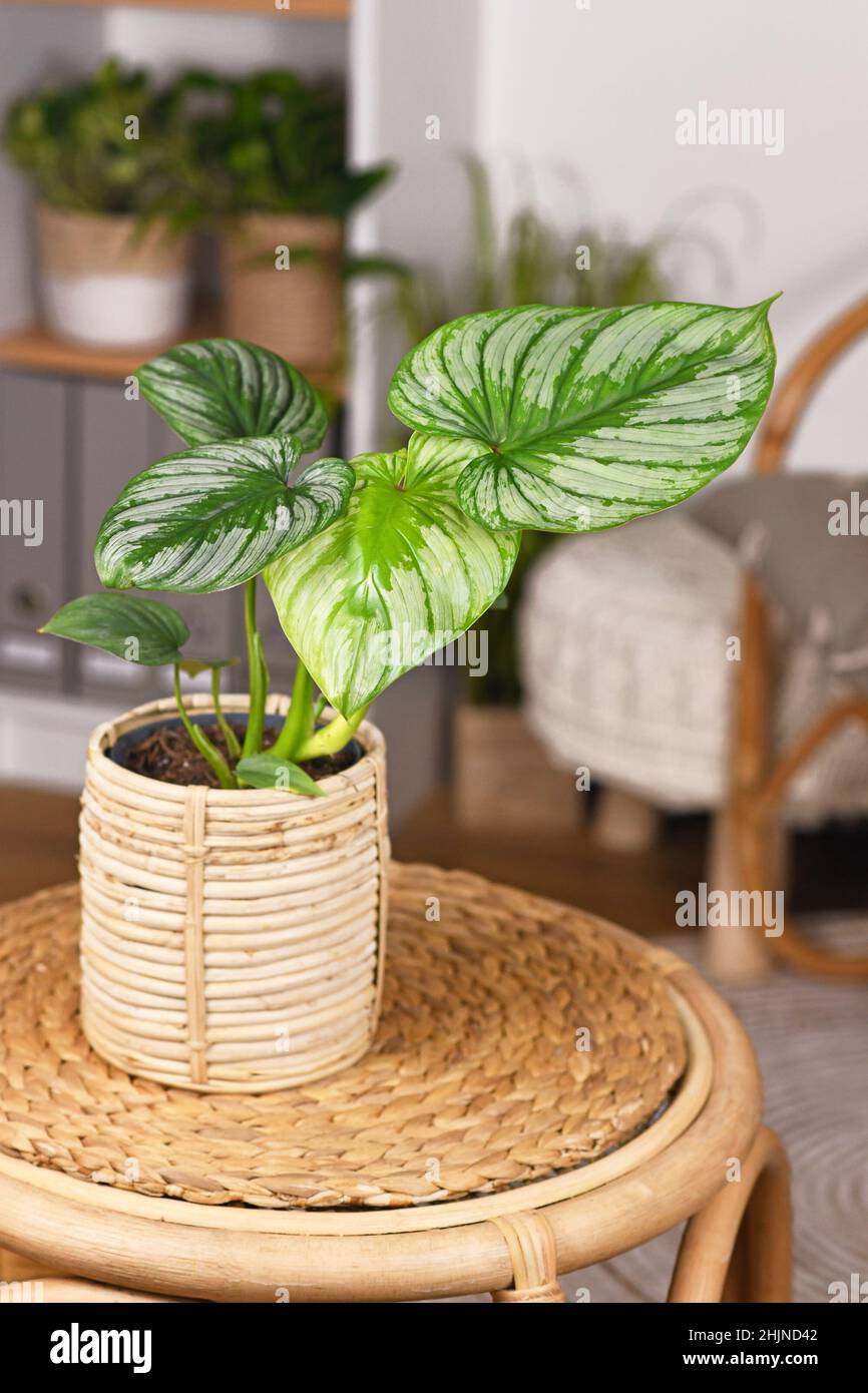 Plante maison exotique 'Philodendron Mamei' avec motif argenté dans le pot de fleur de panier sur la table dans le salon de style boho Banque D'Images
