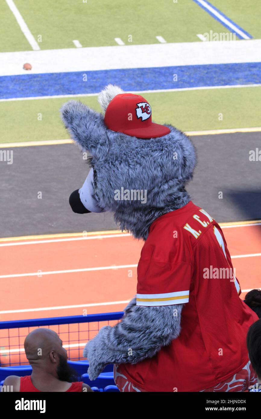 Mascott du chef de Kansas City sur un terrain de football au Kansas, qui est lumineux et coloré lors d'une journée colorée. Banque D'Images Mascott du chef de Kansas City sur un terrain de football au Kansas, qui est lumineux et coloré lors d'une journée colorée. Banque D'Images
