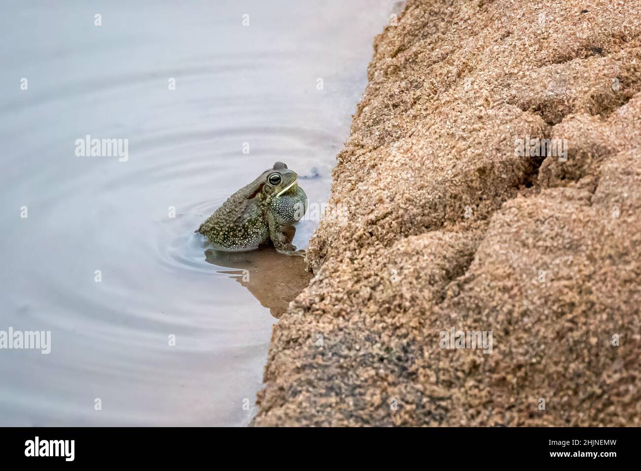 Crapaud guttural mâle, sclérophys gutturalis, avec sac vocal étendu.Ce mâle est à la recherche d'un compagnon et utilise le sac vocal pour attirer les femelles.Kruger Banque D'Images