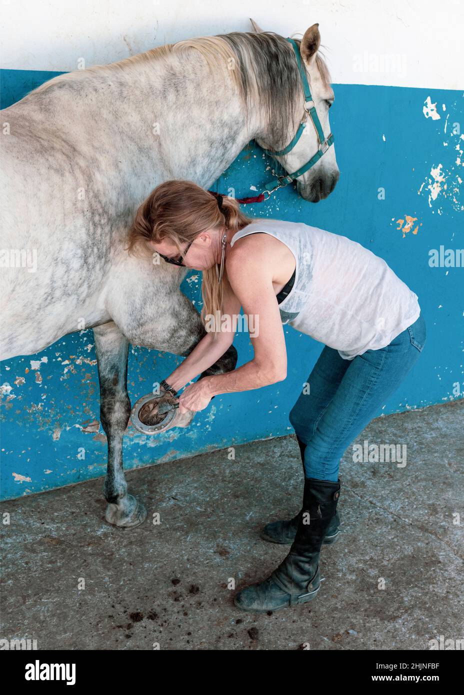 Femme nettoyant le sabot de son cheval avec une brosse métallique. Banque D'Images