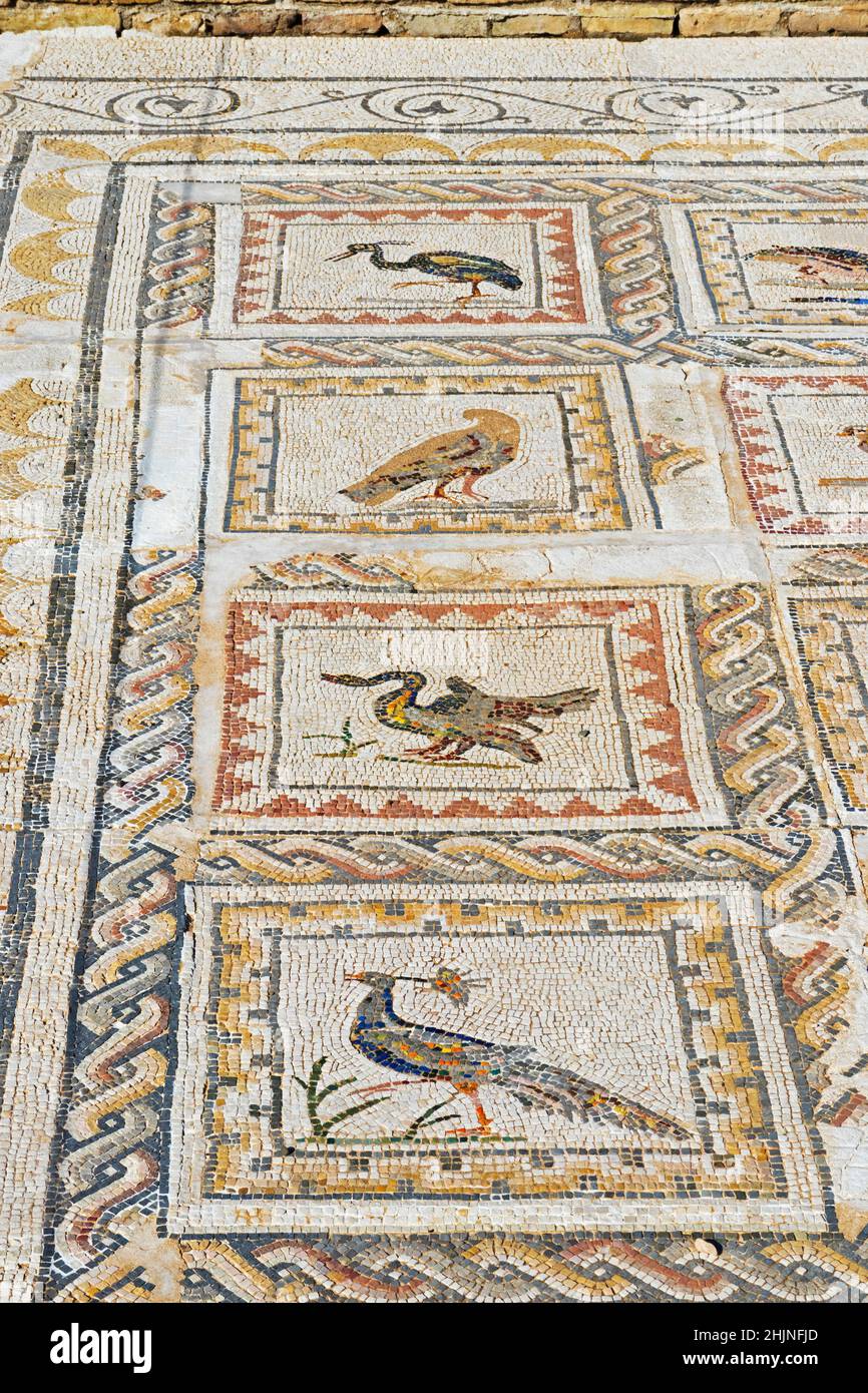 Ville romaine d'Italica, près de Santiponce, province de Séville, Andalousie, sud de l'Espagne.Mosaïques dans la Casa de los Pajaros ou la Maison des oiseaux. Banque D'Images