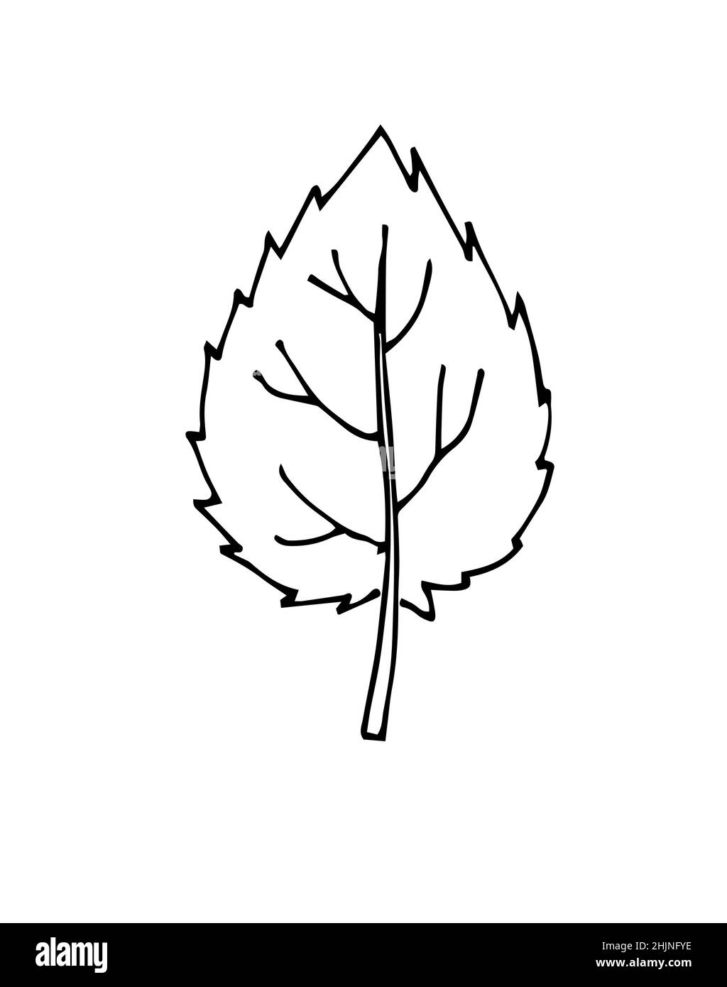 Feuille d'arbre.Contour du dessin à la main.Esquisse isolée sur un arrière-plan blanc.Vecteur Illustration de Vecteur