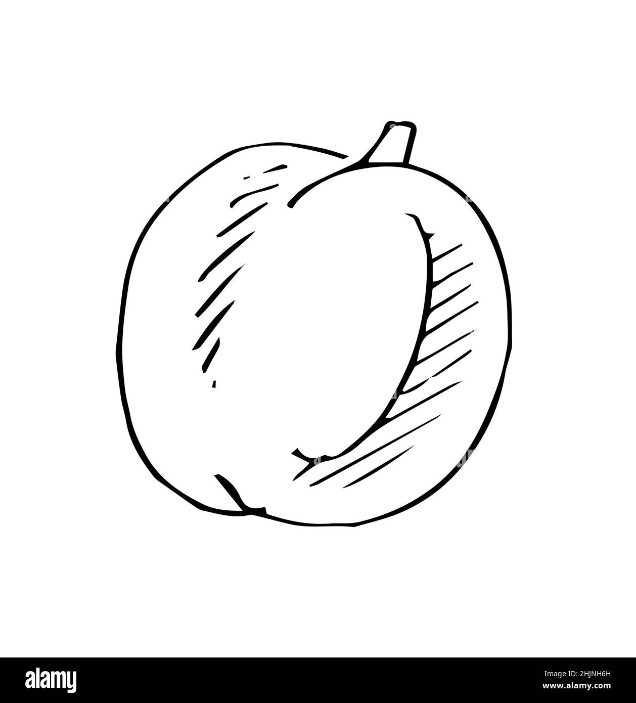 Légumes mûrs à la pêche.Fruits végétaux comestibles.Contour du dessin à la main.Esquisse isolée sur un arrière-plan blanc.Vecteur Illustration de Vecteur