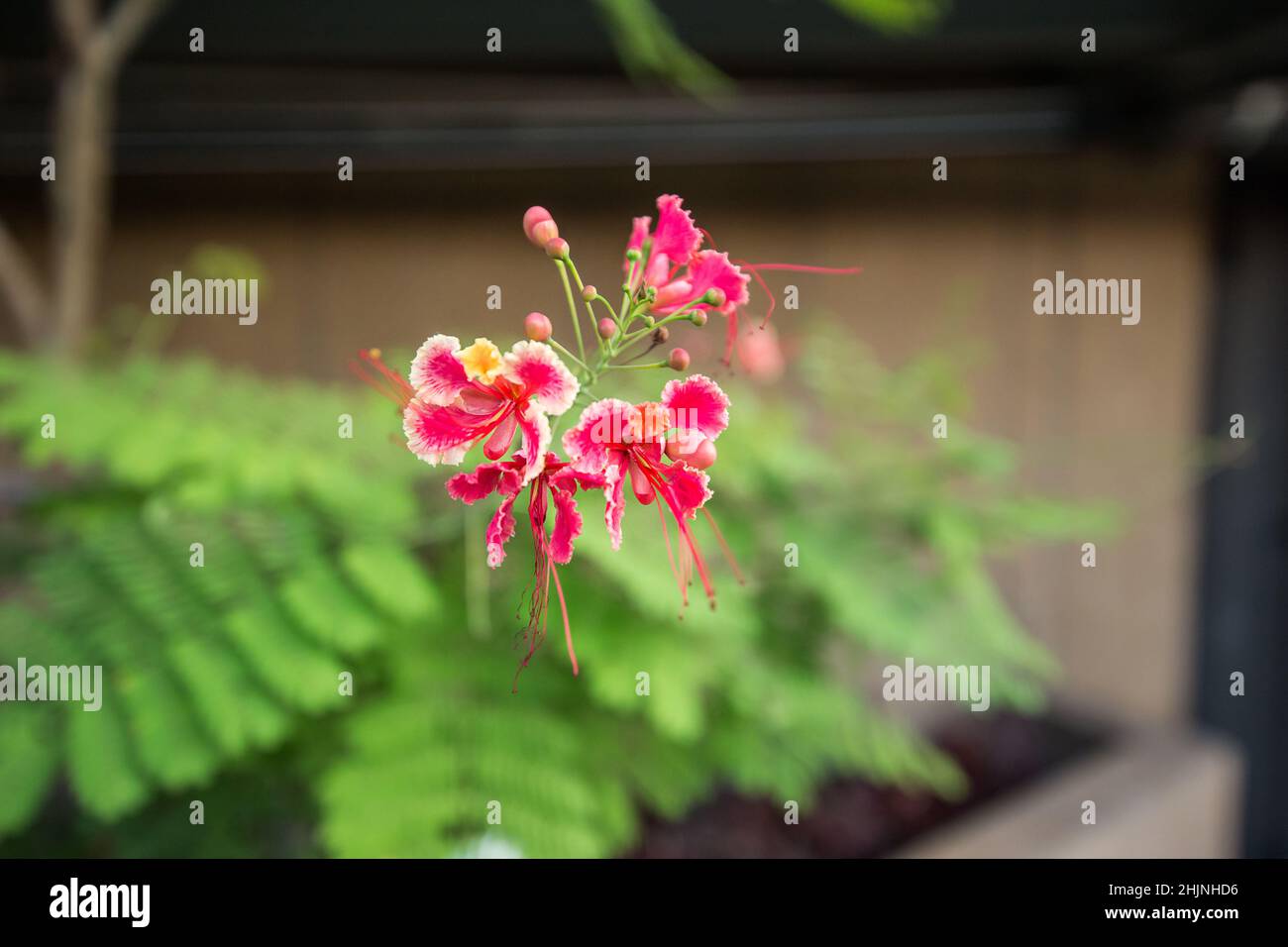 Red Bird of Paradise Pride of Barbados Caesalpinia pulcherrima, concentration sélective Banque D'Images