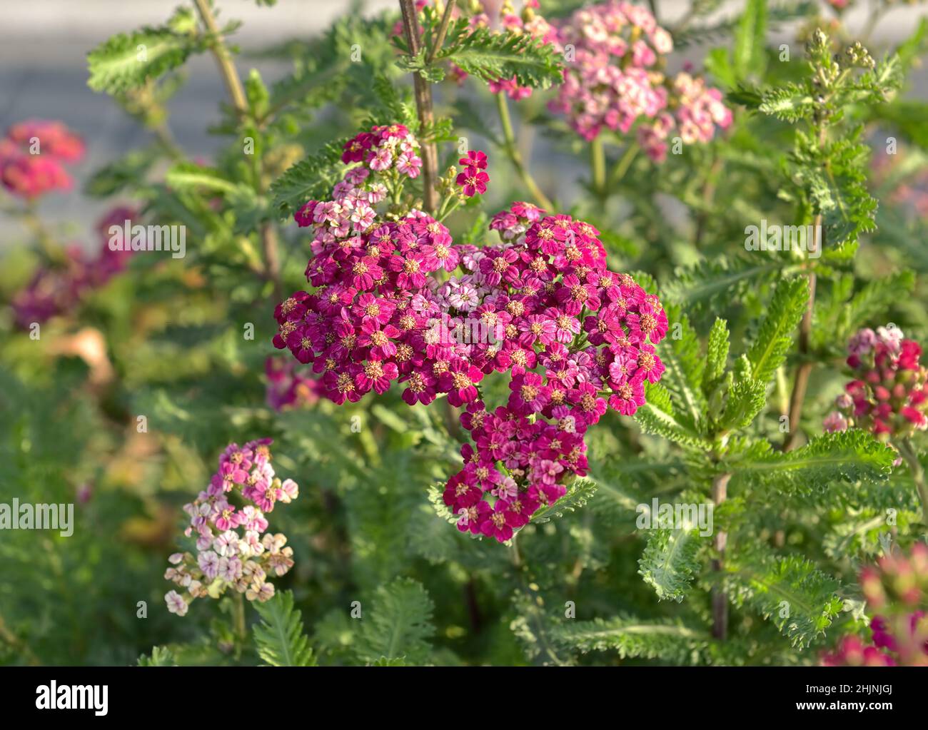 Phlox rose.Fleur de jardin sur un fond flou de feuilles vertes Banque D'Images