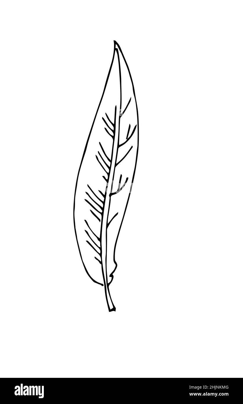 Feuille d'arbre mince.Contour du dessin à la main.Esquisse isolée sur un arrière-plan blanc.Vecteur Illustration de Vecteur
