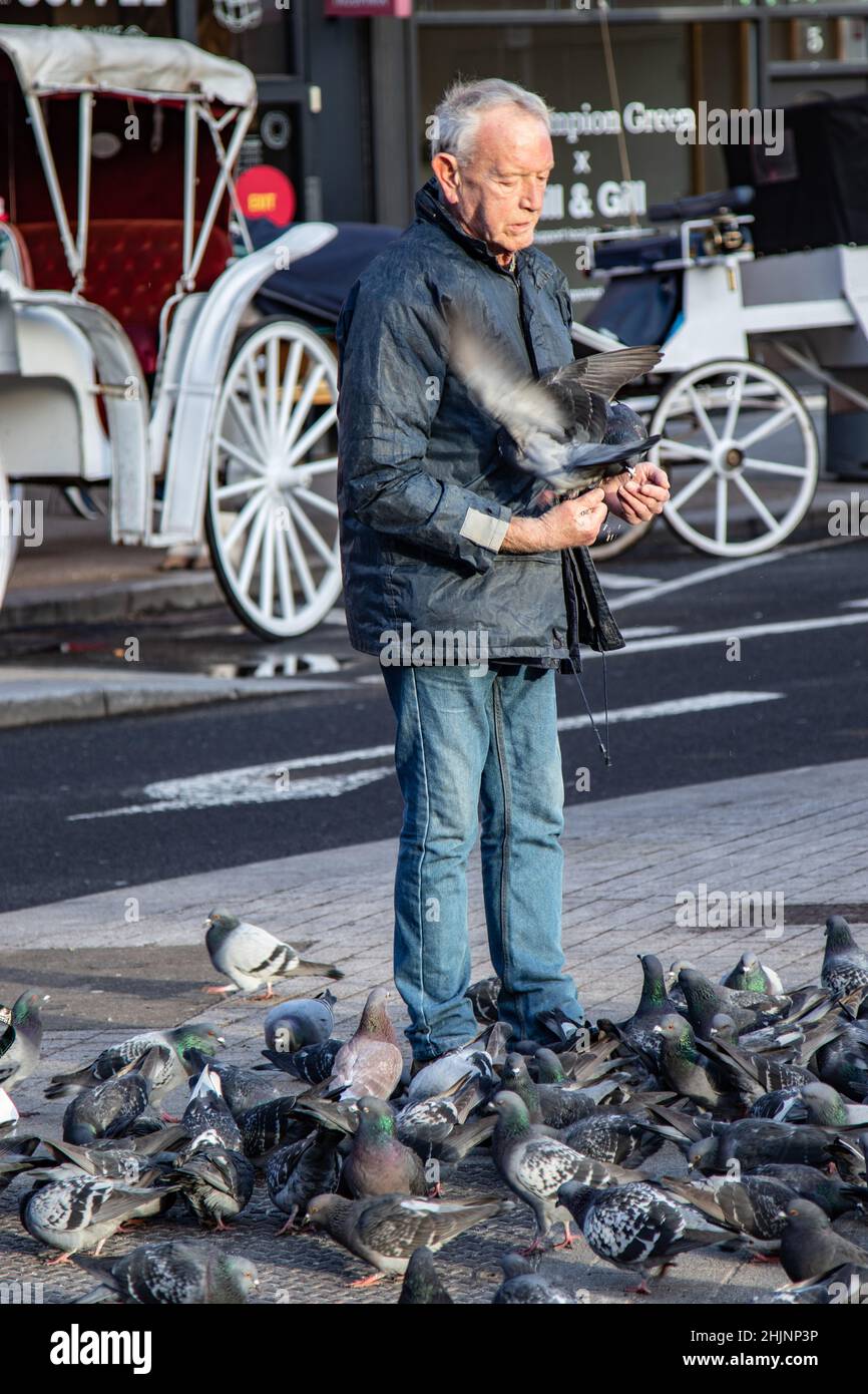 Un vieil homme nourrissant un troupeau de pigeons dans la rue à la porte du parc vert de St Stephe, des pigeons mangeant de la main, assis sur l'homme, Dublin, Irlande Banque D'Images