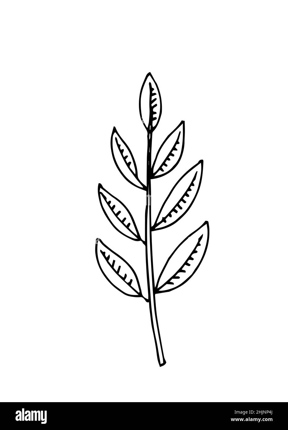 Feuille d'arbre mince.Contour du dessin à la main.Esquisse isolée sur un arrière-plan blanc.Vecteur Illustration de Vecteur