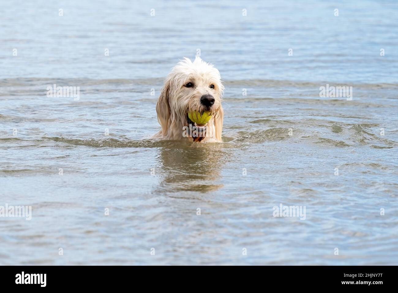 Labradoodle tête de chien dans l'eau avec une boule jaune dans sa bouche.Chien bouclés blanc humide, avec des dents blanches et des yeux sombres. Banque D'Images