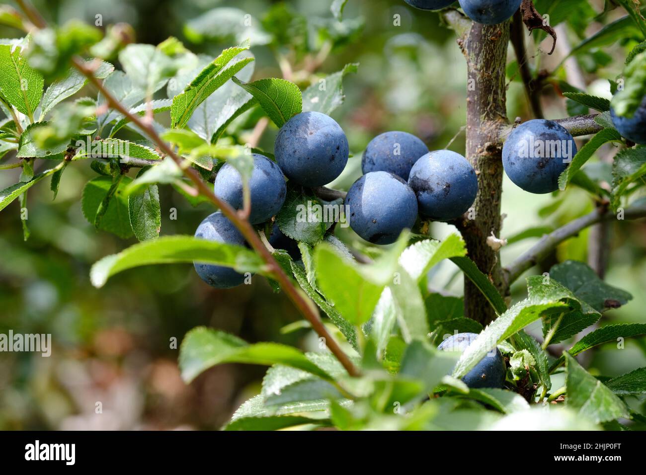 Blackthorn (Prunus spinosa) dans les fruits aux baies de l'aloe. Banque D'Images