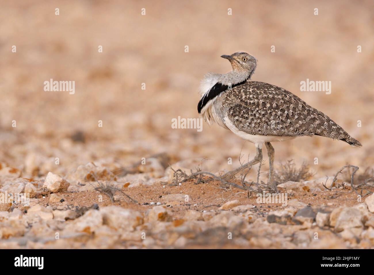 Houbara africaine, Llanos de Tindaya, Furteventura, Canarias, Espagne,Décembre 2021 Banque D'Images