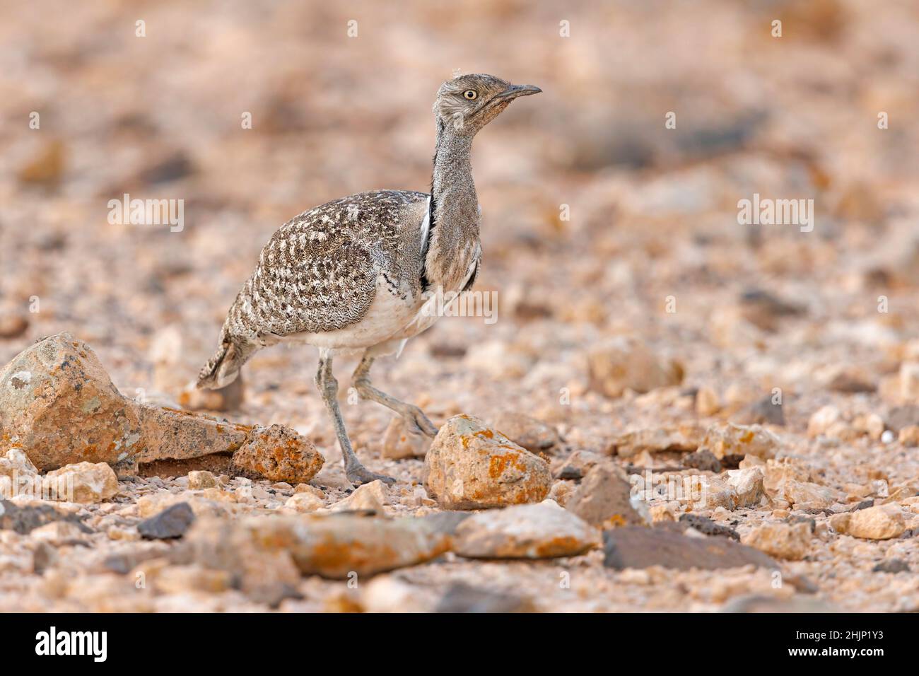 Houbara africaine, Llanos de Tindaya, Furteventura, Canarias, Espagne,Décembre 2021 Banque D'Images