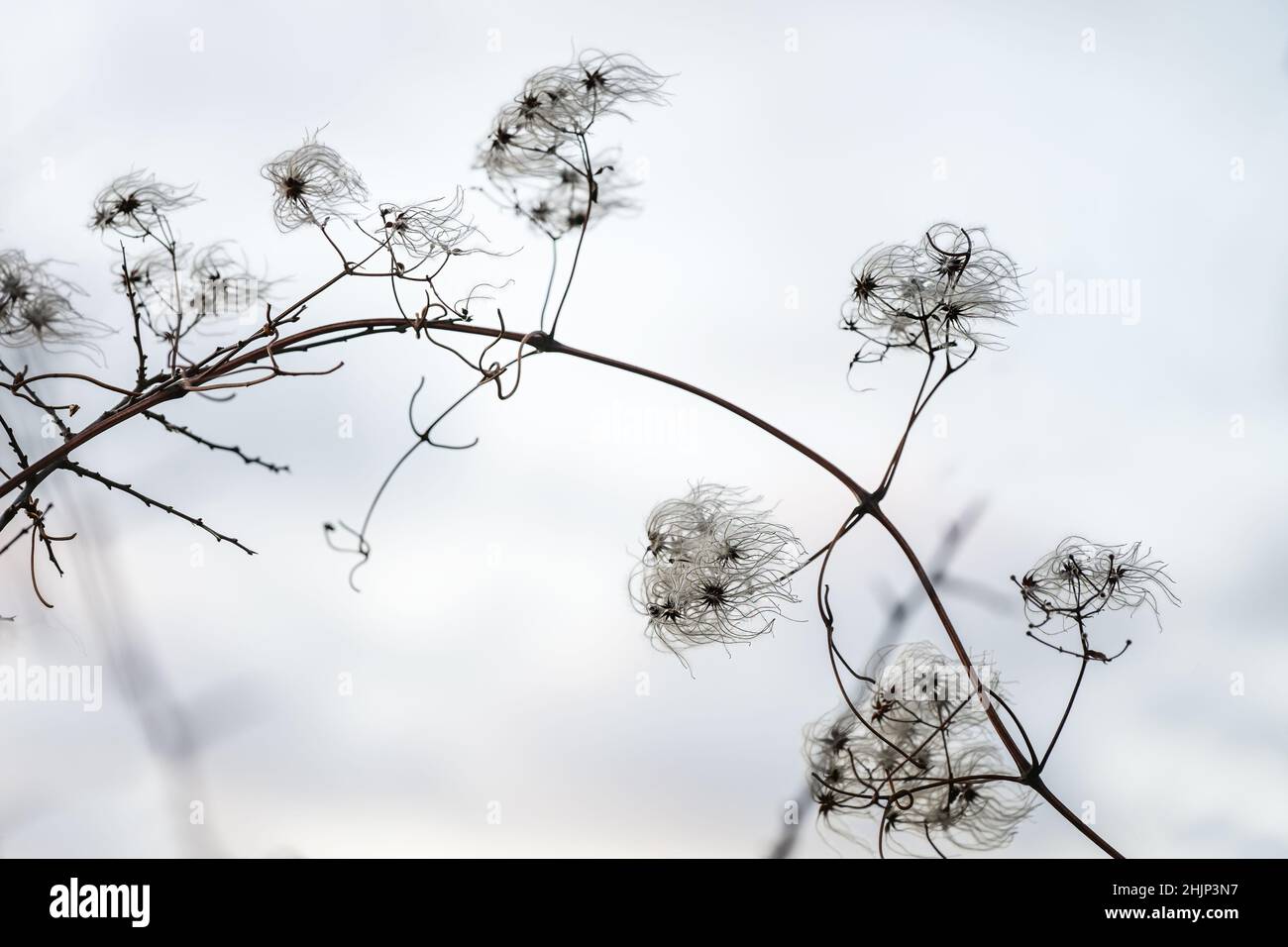 Belle branche voûtée avec une infroctescence filigrée de la clématis sauvage (Clematis vitalba) sur un fond gris clair en hiver et au printemps, co Banque D'Images