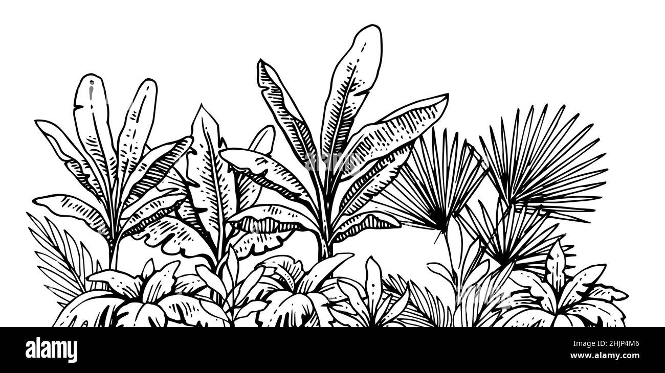 Herbes tropicales et épaississement des plantes.Contour du dessin à la main.Esquisse de plantes exotiques.Paysage d'été.Isolé sur fond blanc.Vecteur Illustration de Vecteur