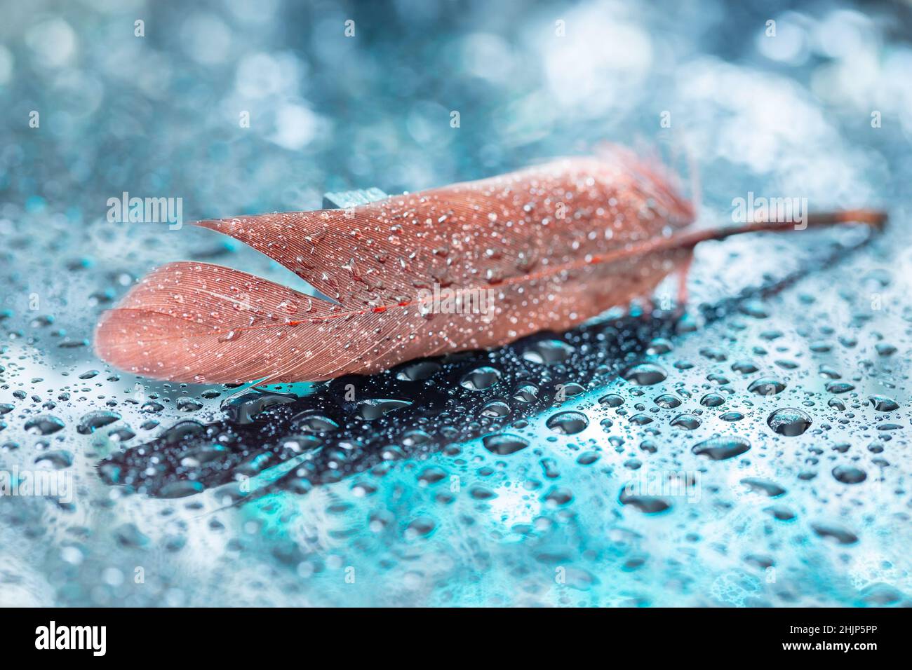 Plume d'oiseau brune sur fond turquoise avec gouttes d'eau.Faible profondeur de champ avec bokeh Banque D'Images