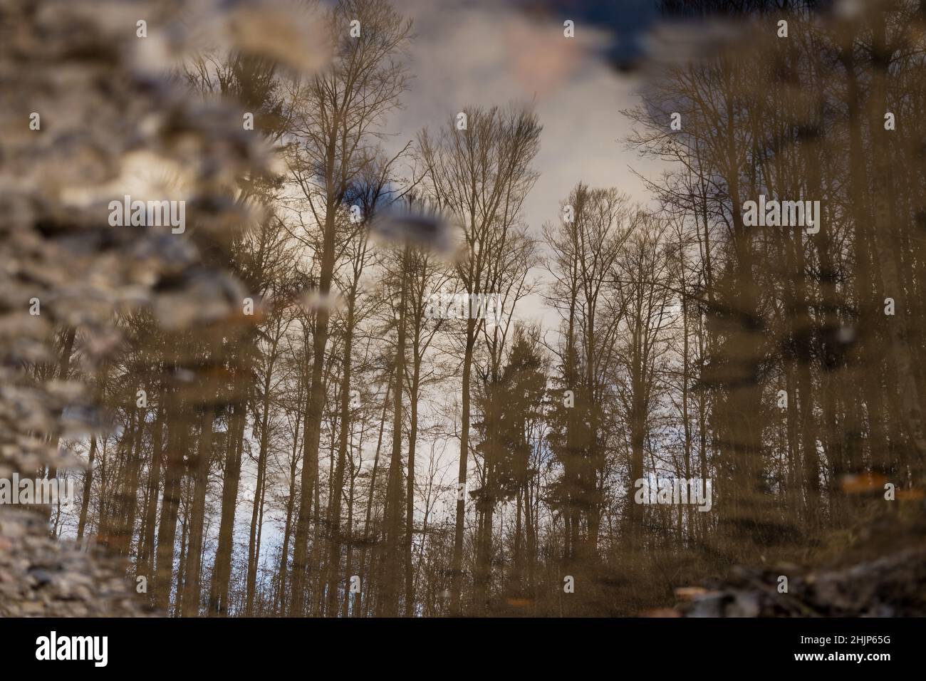 Allemagne, Forêt-Noire - vue tournée des arbres sans feuilles comme reflet dans l'eau, flaque, pluie Banque D'Images