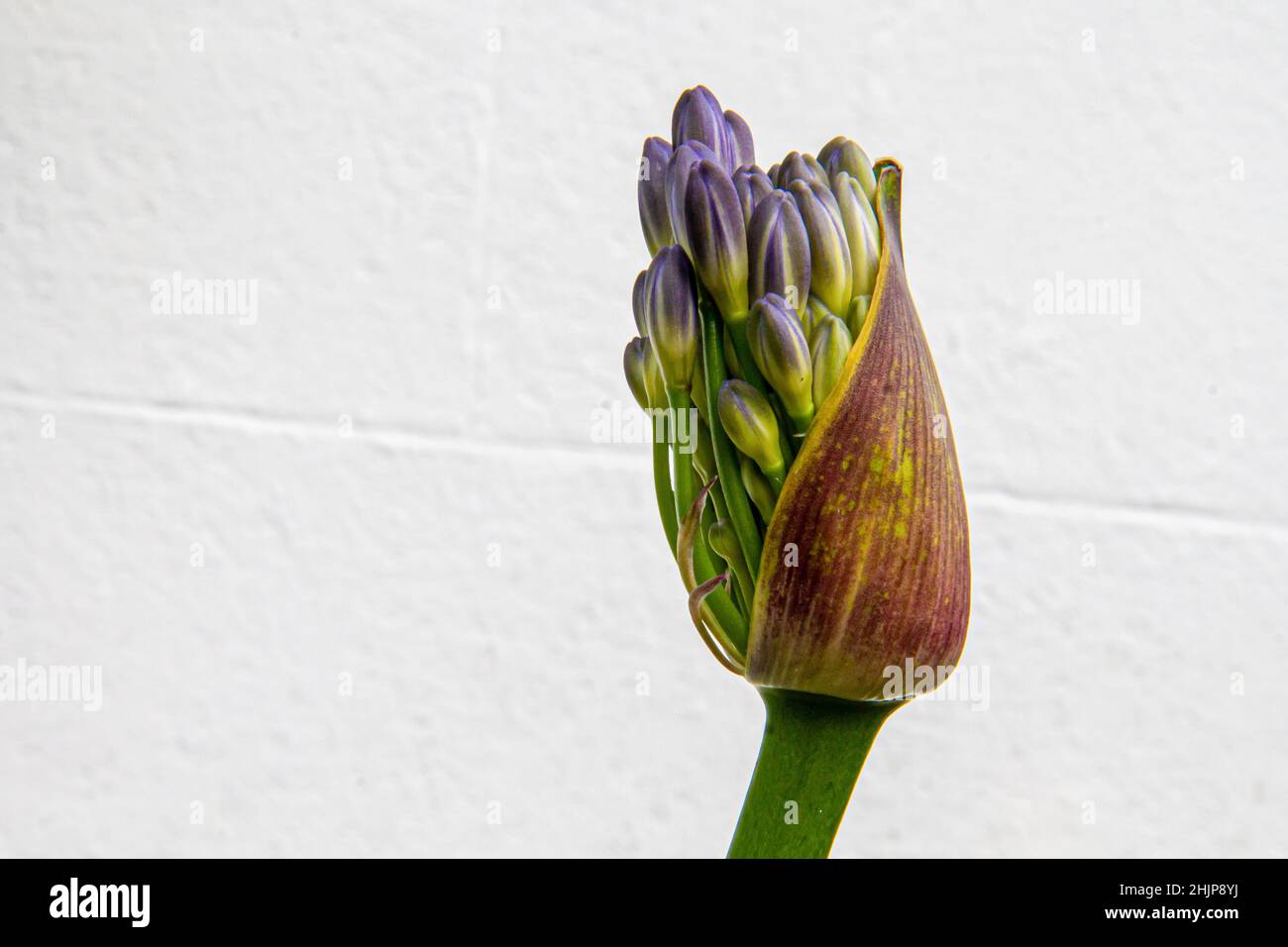 Un bourgeon violet d'Agapanthus sur le point d'entrer en fleur contre un mur blanc Uni en arrière-plan. Banque D'Images