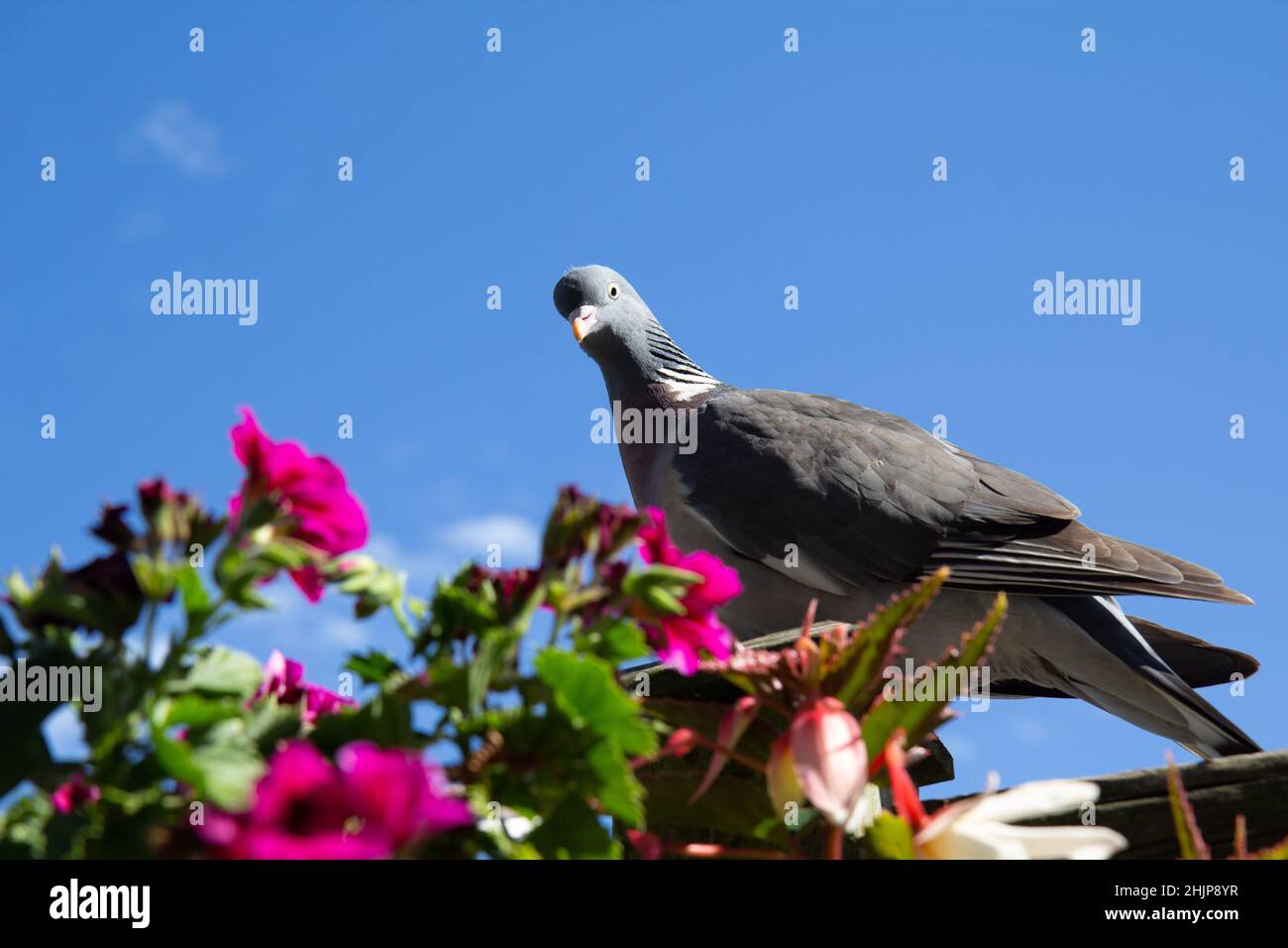Un pigeon debout sur une clôture regardant la caméra avec des géraniums de couleur magenta au premier plan.Ciel bleu clair en arrière-plan. Banque D'Images Un pigeon debout sur une clôture regardant la caméra avec des géraniums de couleur magenta au premier plan.Ciel bleu clair en arrière-plan. Banque D'Images