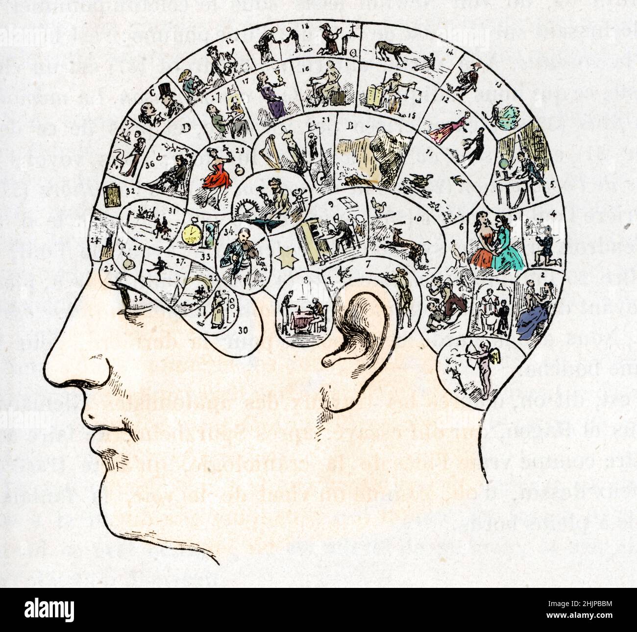 Phrenologie : theorie du neurologue allemand Franz Joseph Gall (1757-1828) concernant la localisation différentielle des fonctions cerebrales dans le cerveau, this theorie localize les fonctions cerebrales dans des régions précaires du cerveau,les boss de la grue d'un et de l'humour repleterait fait don son caractere - ou le développement du cerceau sur la forme de la grue - une capacité particulière développement inscrirai donc sa trace sur la carte qui apparait sur la grue phrénologique de Gall - 1796 (phroenologie :s une pseudoscience qui implique la mesure des bosses sur le crâne à Banque D'Images