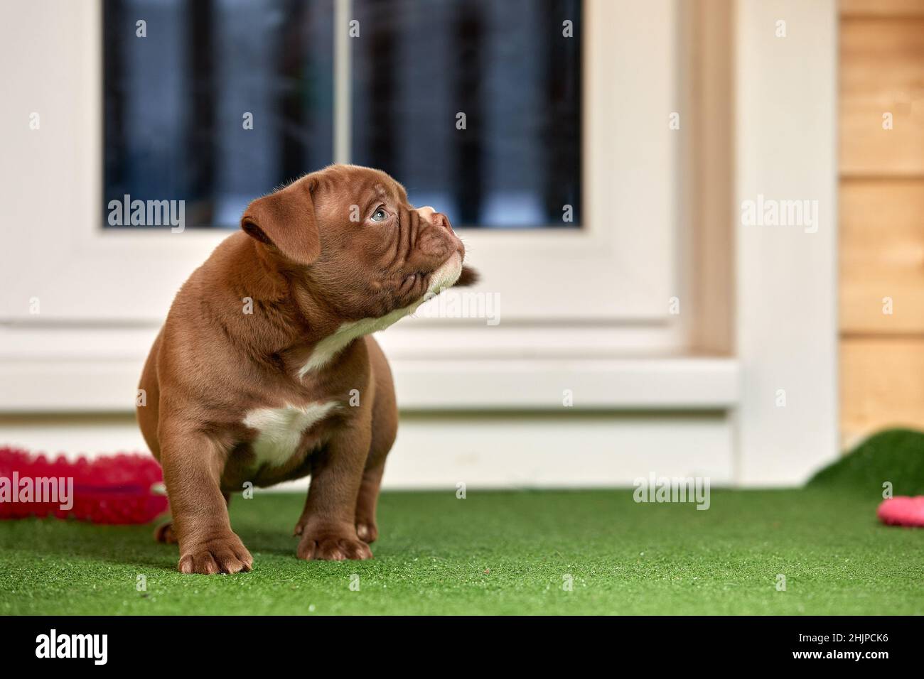 Chiot sur l'herbe, chien de boul américain, animal drôle et mignon. Banque D'Images