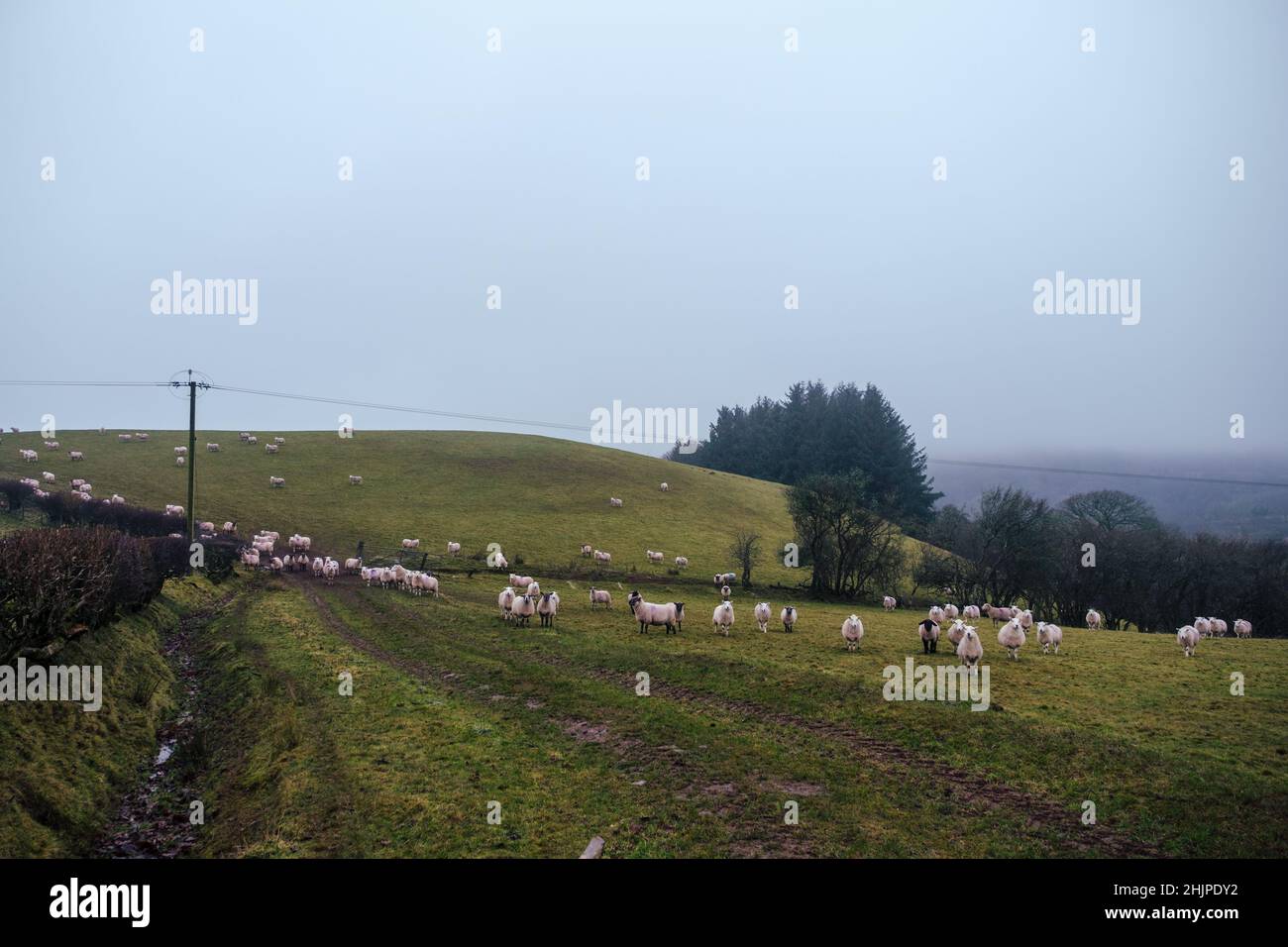 Les moutons dans la campagne galloise Banque D'Images