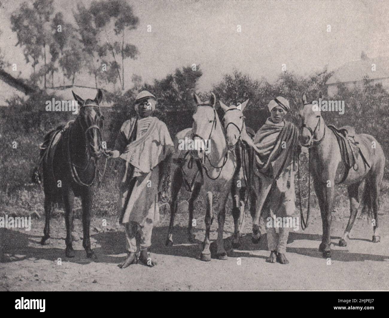Les Ponies Abyssiniennes, une race propre au pays. Éthiopie (1923) Banque D'Images