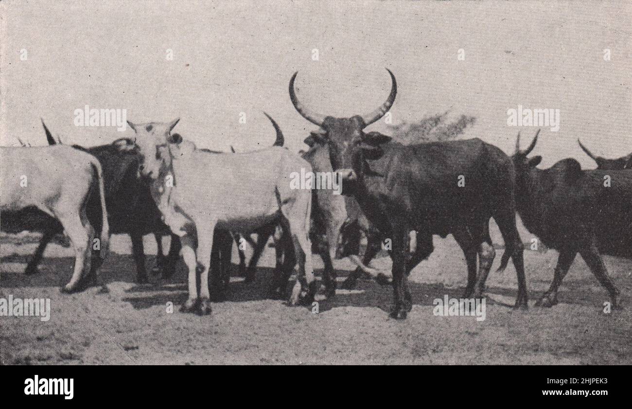 Le bétail abyssinien et une source de richesse inexploitée. Éthiopie (1923) Banque D'Images
