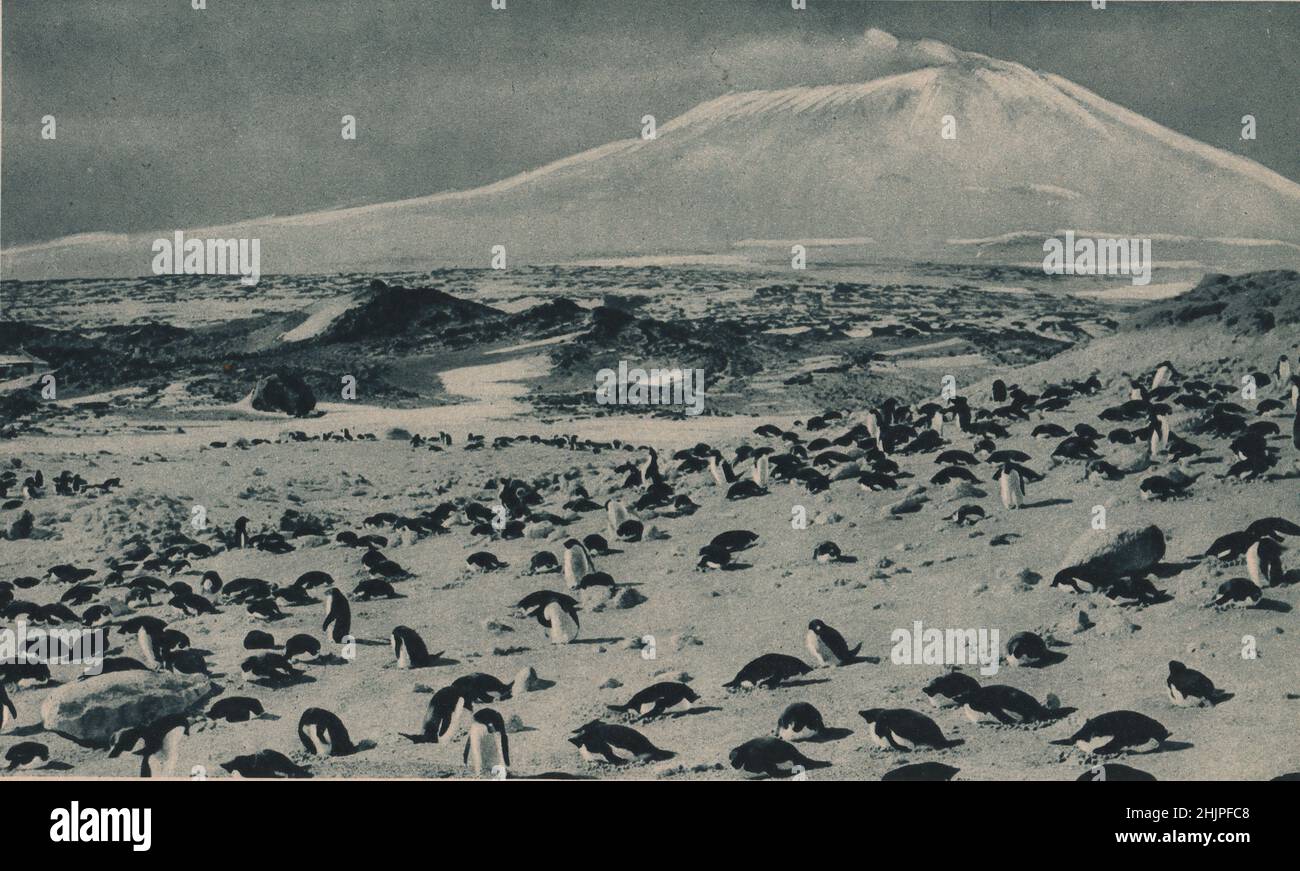 La rookerie des pingouins sur la pente de Cape Royds; le mont Erebus s'élève au-delà. Antarctique (1923) Banque D'Images