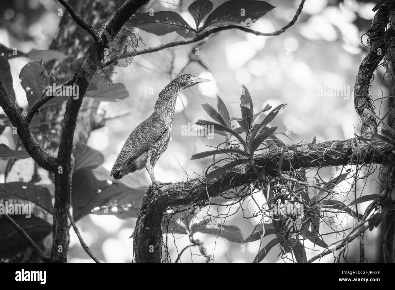Night Heron de Malaisie Banque D'Images